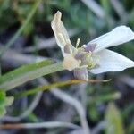 Callianthemum coriandrifolium Other