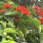 Clerodendrum splendens Leaf