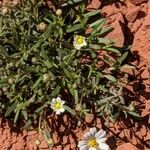 Melampodium leucanthum Květ