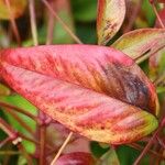 Photinia glabra Blad