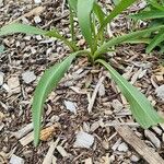 Solidago sempervirens Folla