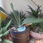 Gasteria carinataLeaf