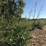 Nicotiana quadrivalvis Hàbitat