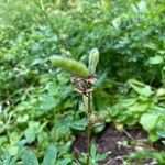 Lupinus latifolius Fruit