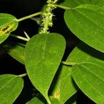 Pouzolzia guatemalana Leaf