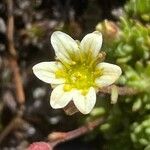 Saxifraga moschata Blodyn