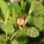 Calopogonium mucunoides Fleur