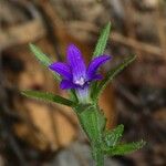 Githopsis specularioides Blüte