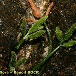 Asplenium seelosii Bark