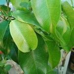 Ficus benjaminaLeaf