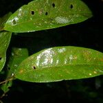 Eschweilera hondurensis List
