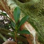 Ficus obliqua Bark