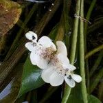 Aponogeton distachyos Квітка