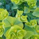 Euphorbia serrataFrunză