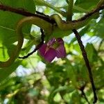 Canavalia rosea Flower