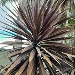 Cordyline australisList