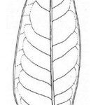 Cupaniopsis subfalcata Muu