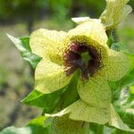 Hyoscyamus niger Flower