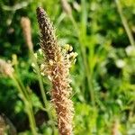 Plantago argentea Blodyn