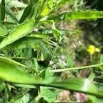 Vicia disperma Flower