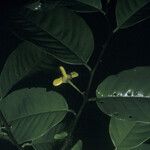 Annona exsucca Flower