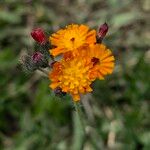 Pilosella guthnikiana Flower