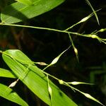 Olyra latifolia Blad