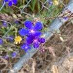 Anchusa azurea Blüte
