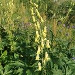 Aconitum lycoctonumFlower