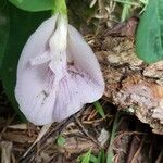 Clitoria mariana Цветок
