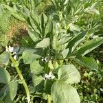 Vicia faba 整株植物