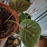 Begonia minor Leaf