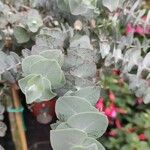 Eucalyptus pulverulenta Blad