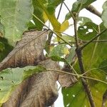 Handroanthus capitatus Frunză