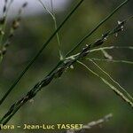 Eragrostis curvula Květ