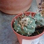 Turbinicarpus schmiedickeanus Листок