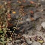 Clinopodium menthifolium फल