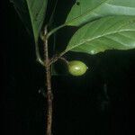 Siparuna decipiens Meyve