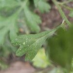 Tanacetum parthenium Hoja