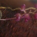 Bulbophyllum sanfordii Flower