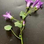 Campanula portenschlagiana Leaf