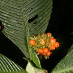 Notopleura polyphlebia Flor