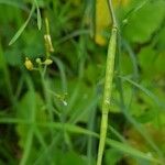 Brassica tournefortii Fruit