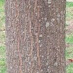 Quercus cerris Bark