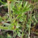 Ranunculus millefoliatus Leaf