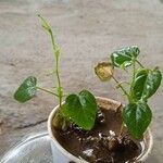 Peperomia pellucidaFrunză