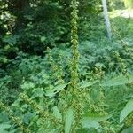 Rumex conglomeratus Blüte