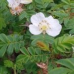 Rosa sericea Flower