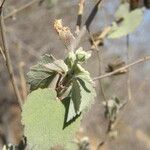 Abutilon incanum Habitus