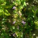 Teucrium botrys ശീലം